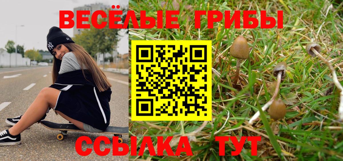 Псилоцибиновые грибы Cubensis Будённовск